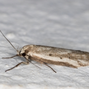 Philobota argotoxa at Melba, ACT - 9 Oct 2021 07:30 PM