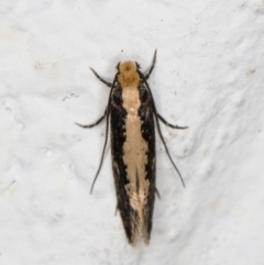 Monopis crocicapitella (Bird Nest Moth) at Melba, ACT - 9 Oct 2021 by kasiaaus
