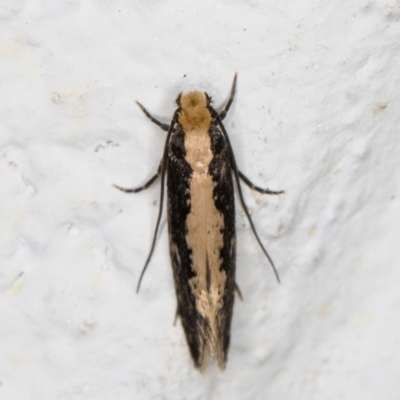 Monopis crocicapitella (Bird Nest Moth) at Melba, ACT - 9 Oct 2021 by kasiaaus