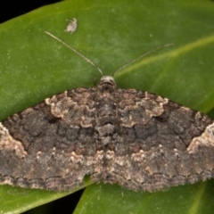 Epyaxa sodaliata (Sodaliata Moth, Clover Moth) at Melba, ACT - 9 Oct 2021 by kasiaaus