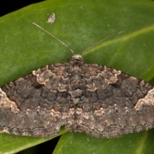 Epyaxa sodaliata at Melba, ACT - 9 Oct 2021 07:31 PM