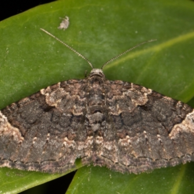 Epyaxa sodaliata (Sodaliata Moth, Clover Moth) at Melba, ACT - 9 Oct 2021 by kasiaaus