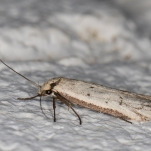 Philobota (genus) at Melba, ACT - 9 Oct 2021 07:33 PM