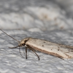Philobota (genus) (Unidentified Philobota genus moths) at Melba, ACT - 9 Oct 2021 by kasiaaus
