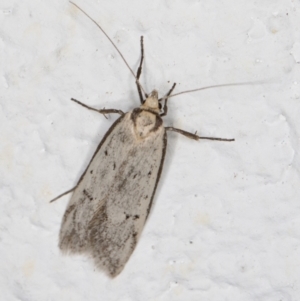 Philobota (genus) at Melba, ACT - 9 Oct 2021