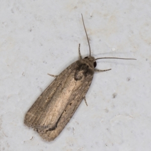 Athetis tenuis at Melba, ACT - 9 Oct 2021 07:33 PM