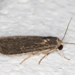 Athetis tenuis at Melba, ACT - 9 Oct 2021 07:33 PM