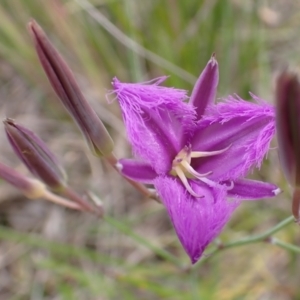 Thysanotus tuberosus subsp. tuberosus at Cook, ACT - 6 Dec 2021