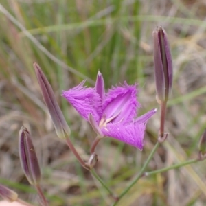 Thysanotus tuberosus subsp. tuberosus at Cook, ACT - 6 Dec 2021