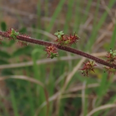 Acaena x ovina (Sheep's Burr) at Monash Grassland - 3 Nov 2021 by AndyRoo