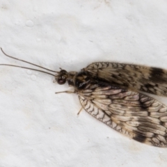 Carobius elongatus (Brown Lacewing) at Melba, ACT - 9 Oct 2021 by kasiaaus