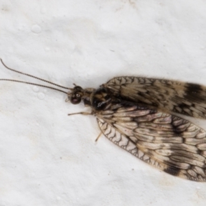 Carobius elongatus at Melba, ACT - 9 Oct 2021 07:40 PM