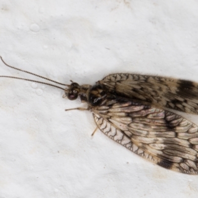 Carobius elongatus (Brown Lacewing) at Melba, ACT - 9 Oct 2021 by kasiaaus