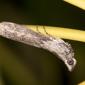 Nephopterix melanostyla at Melba, ACT - 9 Oct 2021 07:42 PM