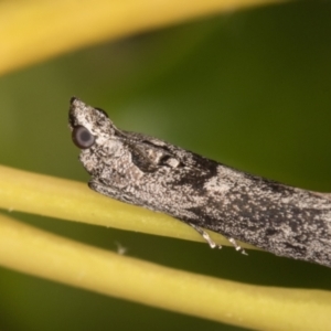 Nephopterix melanostyla at Melba, ACT - 9 Oct 2021 07:42 PM