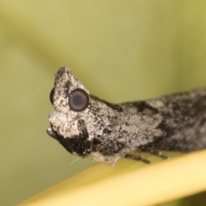 Nephopterix melanostyla at Melba, ACT - 9 Oct 2021