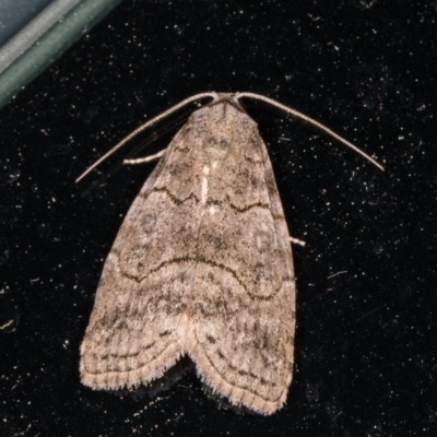 Calathusa sp nr dispila at Melba, ACT - 9 Oct 2021 by kasiaaus