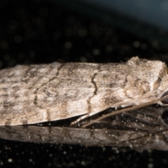 Calathusa sp nr dispila at Melba, ACT - 9 Oct 2021 07:44 PM