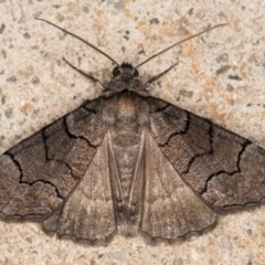 Dysbatus undescribed species (A Line-moth) at Melba, ACT - 9 Oct 2021 by kasiaaus