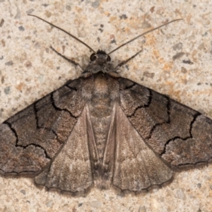 Dysbatus undescribed species at Melba, ACT - 9 Oct 2021