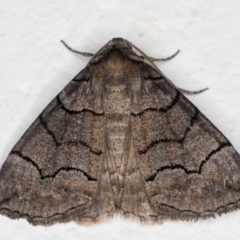 Dysbatus undescribed species at Melba, ACT - 9 Oct 2021