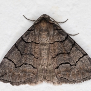 Dysbatus undescribed species at Melba, ACT - 9 Oct 2021