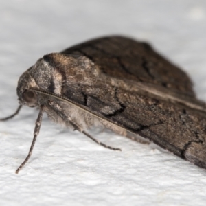 Dysbatus undescribed species at Melba, ACT - 9 Oct 2021