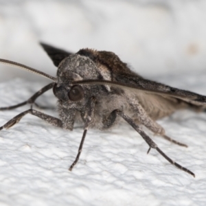 Dysbatus undescribed species at Melba, ACT - 9 Oct 2021 10:29 PM