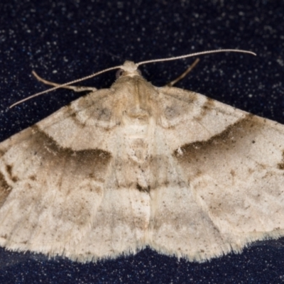 Syneora hemeropa (Ring-tipped Bark Moth) at Melba, ACT - 9 Oct 2021 by kasiaaus