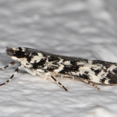 Scoparia exhibitalis (A Crambid moth) at Melba, ACT - 9 Oct 2021 by kasiaaus