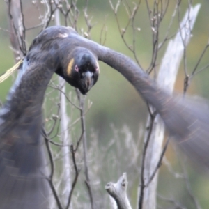 Zanda funerea at Paddys River, ACT - 7 Dec 2021