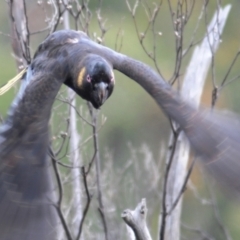 Zanda funerea (Yellow-tailed Black-Cockatoo) at Paddys River, ACT - 6 Dec 2021 by Harrisi