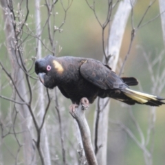 Zanda funerea at Paddys River, ACT - 7 Dec 2021