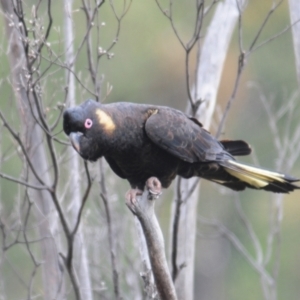 Zanda funerea at Paddys River, ACT - suppressed