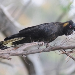 Zanda funerea at Paddys River, ACT - 7 Dec 2021