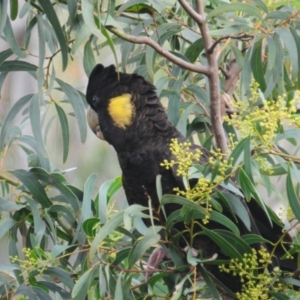 Zanda funerea at Paddys River, ACT - 7 Dec 2021