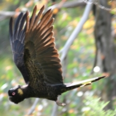 Zanda funerea at Paddys River, ACT - suppressed