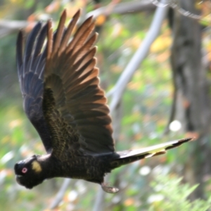 Zanda funerea at Paddys River, ACT - suppressed