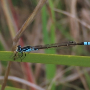 Ischnura heterosticta at Monash, ACT - 3 Nov 2021 04:22 PM