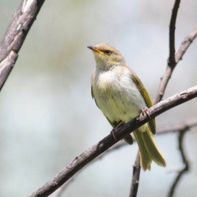 Ptilotula fusca (Fuscous Honeyeater) at Booth, ACT - 29 Nov 2021 by Harrisi