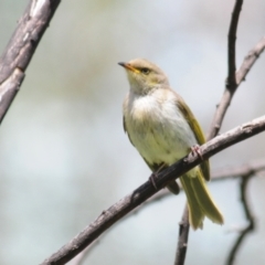 Ptilotula fusca (Fuscous Honeyeater) at Booth, ACT - 29 Nov 2021 by Harrisi