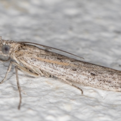 Meyrickiella homosema (Grey Snout Moth) at Melba, ACT - 9 Oct 2021 by kasiaaus