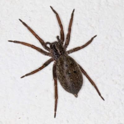 Mituliodon tarantulinus (Prowling Spider) at Melba, ACT - 9 Oct 2021 by kasiaaus