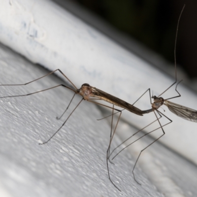 Symplecta (Trimicra) pilipes (A limoniid crane fly) at Melba, ACT - 9 Oct 2021 by kasiaaus