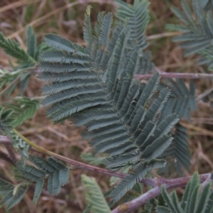 Acacia dealbata subsp. dealbata at Monash, ACT - 3 Nov 2021