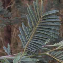 Acacia dealbata subsp. dealbata at Monash, ACT - 3 Nov 2021