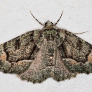 Aeolochroma metarhodata at Melba, ACT - 9 Oct 2021 11:45 PM