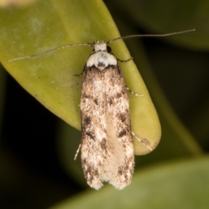 Endrosis sarcitrella at Melba, ACT - 9 Oct 2021