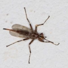 Osa commoni at Melba, ACT - 9 Oct 2021 11:53 PM