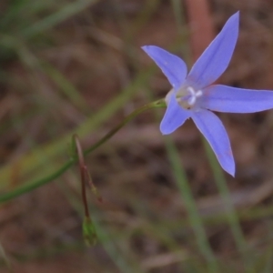 Wahlenbergia capillaris at Monash, ACT - 3 Nov 2021